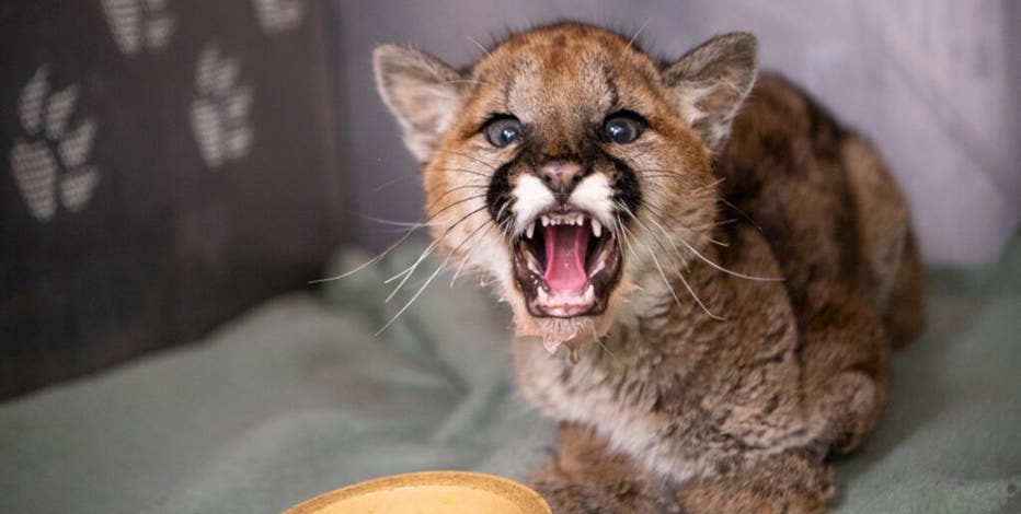 Orphaned cougar cub rescued in Spokane | FOX 13 Seattle