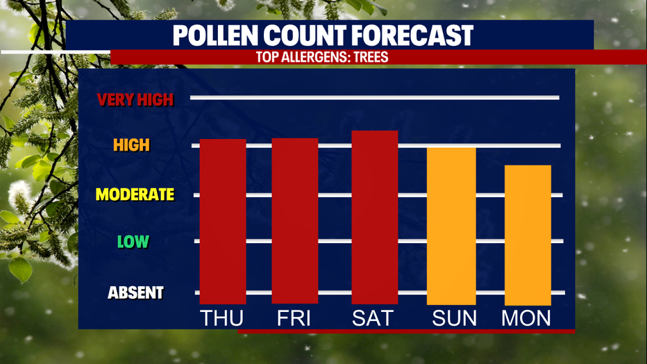 A graph showing the pollen count forecast for Seattle.