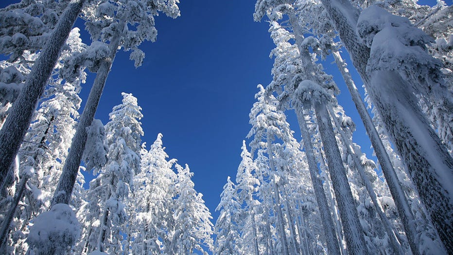 View of Snow Covered Ponderosa Pine on the slopes of Mt Bachelor in the Deschutes National Forest in Oregon.