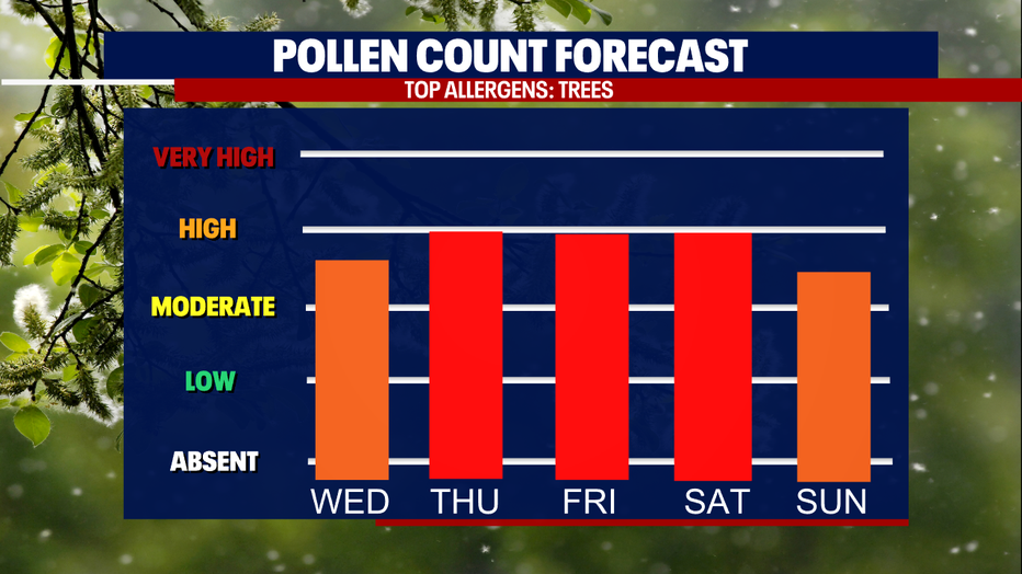 A graph showing the pollen count forecast for Seattle.