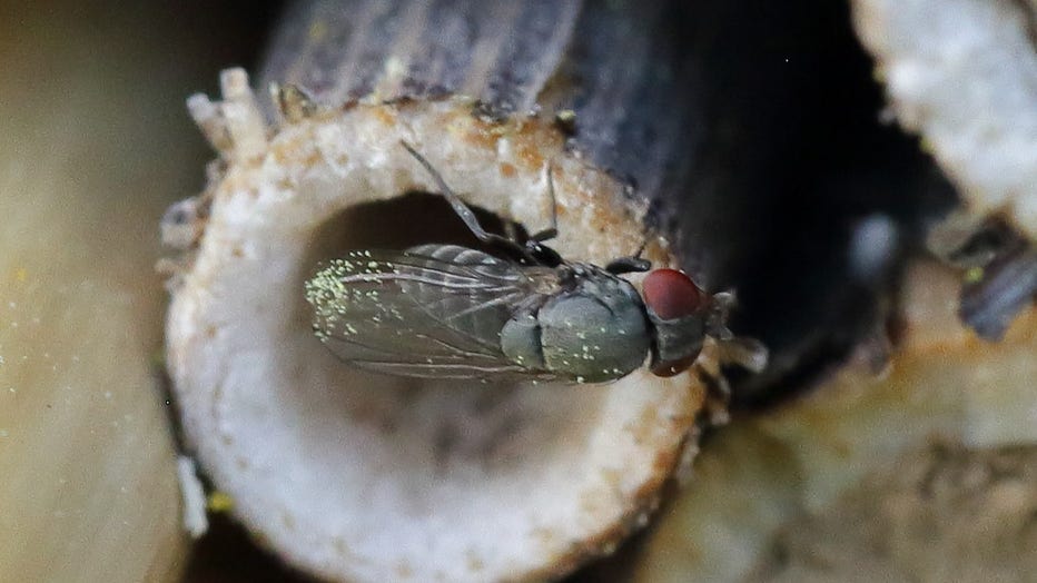 close up of a houdini fly