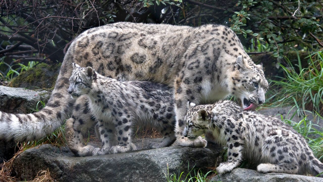 チャールズリンブラッグ\"snow reopard\" Snow Leopard By Charles Frace