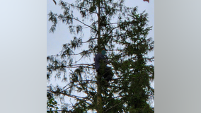 Suspect arrested after climbing 80 feet up WA tree