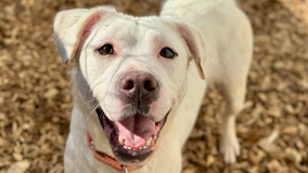 Tacoma Humane Society waives dog adoption fees