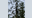 Suspect arrested after climbing 80 feet up WA tree