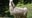 Seattle's Woodland Park Zoo welcomes 9 animals from OR safari neglect case