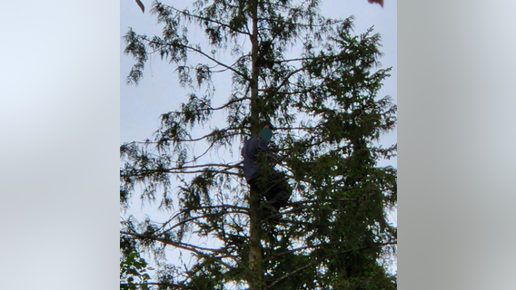 Suspect arrested after climbing 80 feet up WA tree