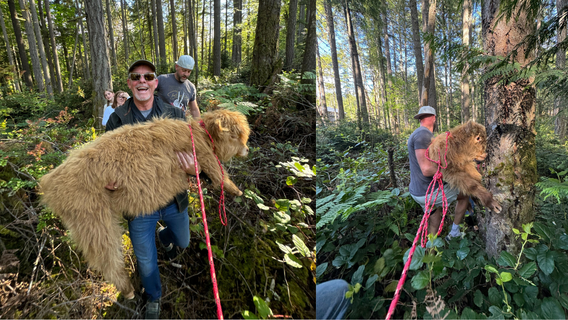 Missing mini Highland calf in Gig Harbor, WA found