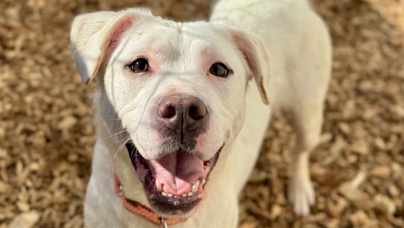 Tacoma Humane Society waives dog adoption fees