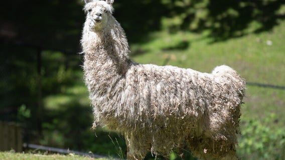 Seattle's Woodland Park Zoo welcomes 9 animals from OR safari neglect case