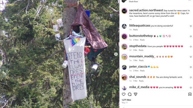 Activist marks 2 weeks in tree to protest logging near Port Angeles, WA