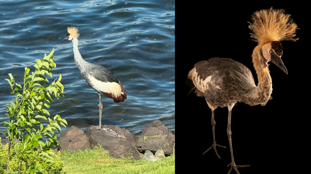 Rare crowned crane escapes Cougar Mountain Zoo in Issaquah, WA