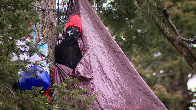 Tree-sitter enters third week in WA's Olympic Foothills to halt logging