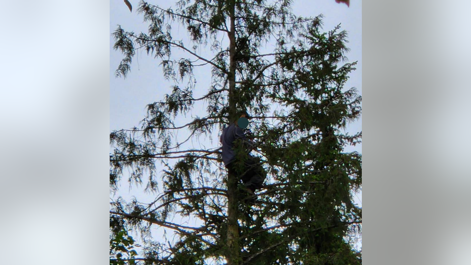 Suspect 80 feet up in cedar tree