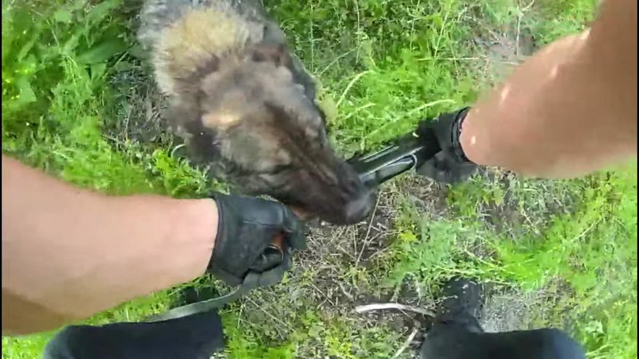 k9 finds gun photo
