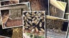 Over 300k bees found inside walls of historic Puyallup house