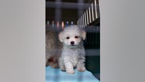 Foster homes needed after 32 dogs rescued from 'overwhelmed' WA home