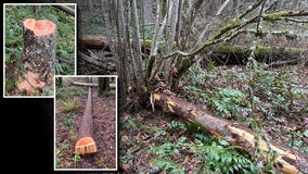 King County, WA sues homeowners for chopping down trees for a better view