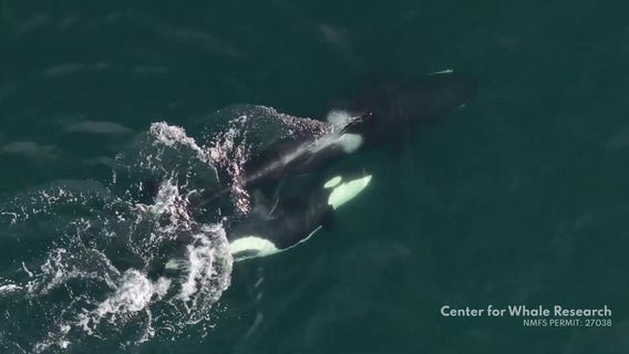 Orcas use kelp to groom each other, US researchers discover