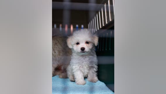 Foster homes needed after 32 dogs rescued from 'overwhelmed' WA home