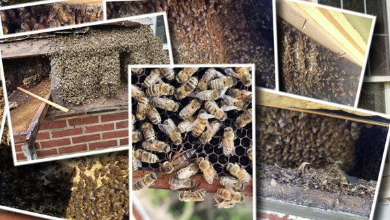 Over 300k bees found inside walls of historic Puyallup house