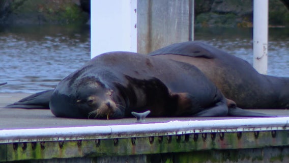 Sea lion comeback seen as sign of WA's Puget Sound recovery
