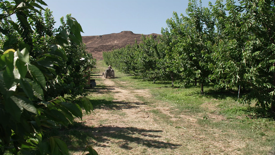 WA cherry harvest under threat as immigration fears keep workers away