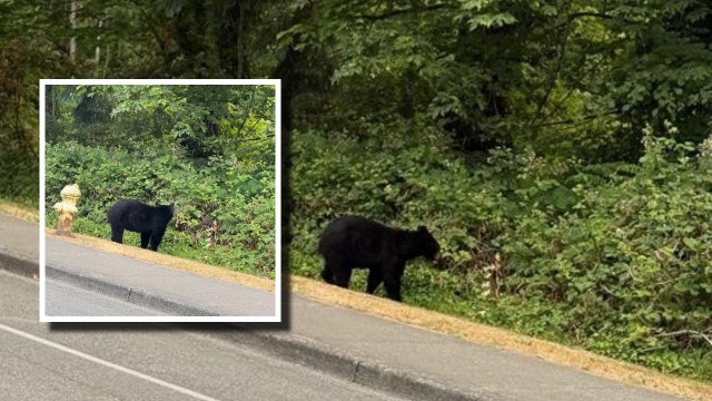 Police warning as bear spotted near homes in Renton, WA