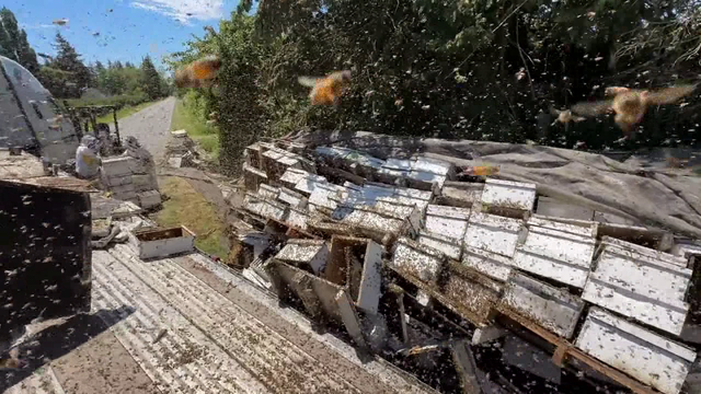 WA beekeeper working to save millions of bees involved in crash in Whatcom County