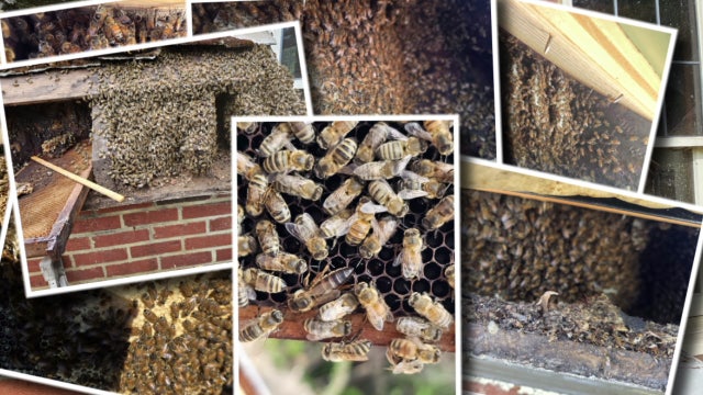 Over 300k bees found inside walls of historic Puyallup house