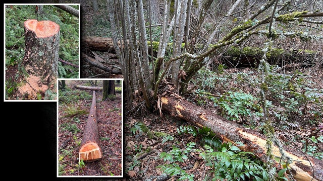 King County, WA sues homeowners for chopping down trees for a better view