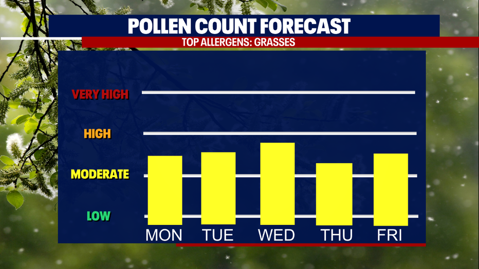 A graphic showing the pollen count forecast for the greater Seattle area.
