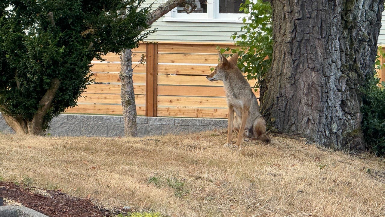 'Rooftop coyotes' watch Seattle residents in Ballard on neighbor's home