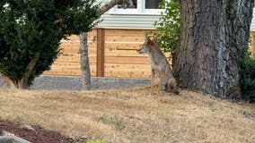 'Rooftop coyotes' watch residents in Seattle's Ballard neighborhood