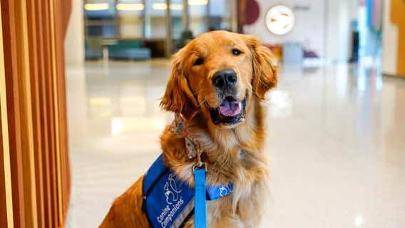 Seattle Children's offers comfort, support through Nash the facility dog