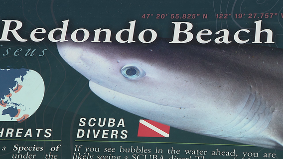 Divers search for sharks in WA's Puget Sound