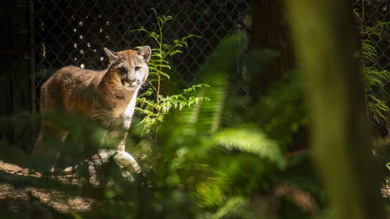Rescued cougar cubs to make Northwest Trek public debut Friday