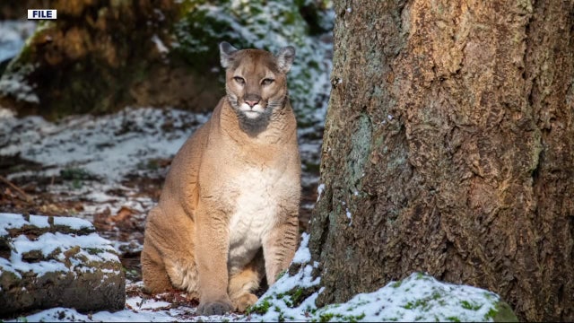 Child mauled by cougar in WA's Olympic National Park released from hospital