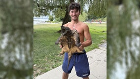 Alligator snapping turtle found in Lake Washington