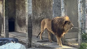 Oregon zoo owner facing hundreds of animal neglect charges