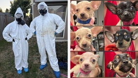 103 Chiweenies rescued from home in Auburn, WA