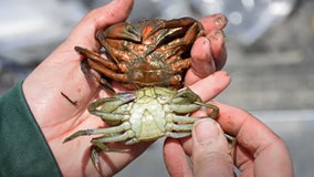 Crabbing season in WA: Not all invasive European green crabs are green