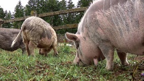 Dozens of animals rescued from cruelty case in Thurston County