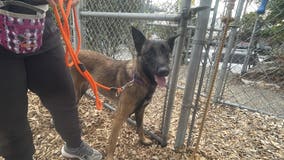 WA's Tacoma Humane helping more than 50 animals seized from South Prairie property