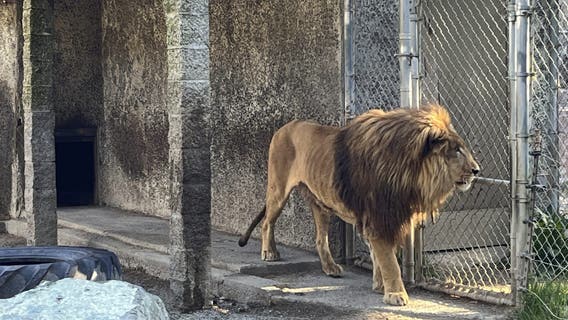 Oregon zoo owner facing hundreds of animal neglect charges