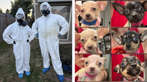 103 Chiweenies rescued from home in Auburn, WA