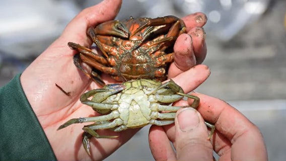 Crabbing season in WA: Not all invasive European green crabs are green