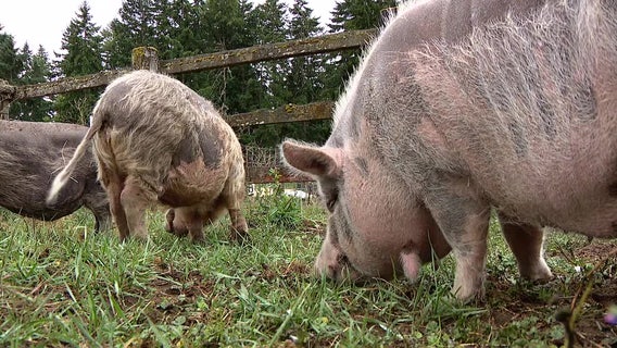 Dozens of animals rescued from cruelty case in Thurston County