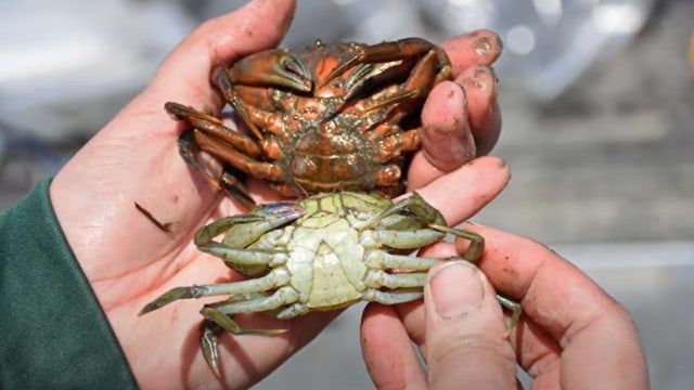 Crabbing season in WA: Not all invasive European green crabs are green