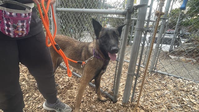 WA's Tacoma Humane helping more than 50 animals seized from South Prairie property